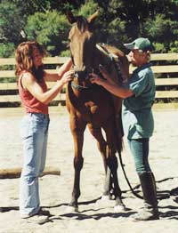 Equine studies: intensive one on one equine training courses by Herdword