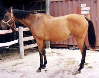 Rehabilitation for injured or psychologically damaged horses