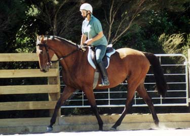 Rehabilitation for injured or psychologically damaged horses
