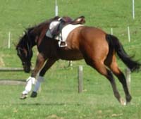 Equestrian consultancy - behavioural problems