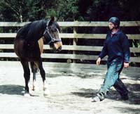 Equine psychology and training - Herdword