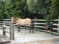 Herdword at the NZ Centre of Equine Psychology and Behaviour