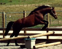 Equine psychology and training - Herdword
