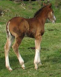 Stationbred foal by WildSide Trilby